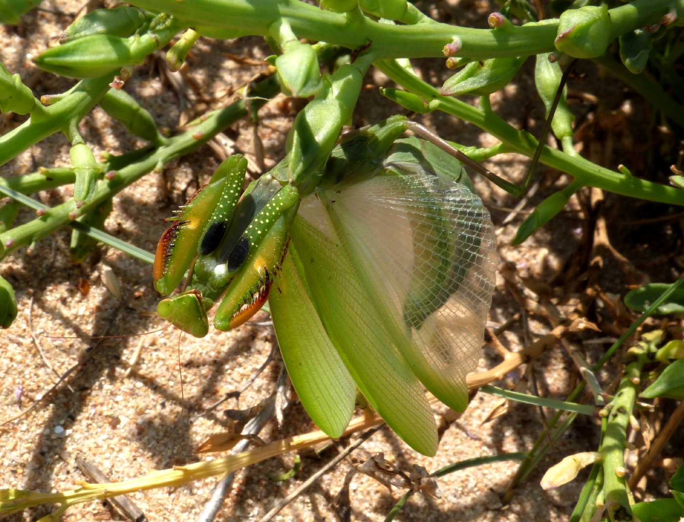 La parata terrifica della Mantis religiosa